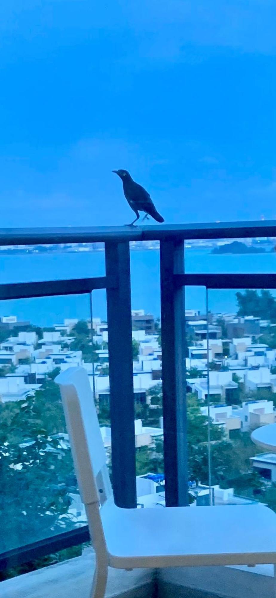 Sea View 2 Bedroom Fully Furnished Apartment Forest City Starview Bay Johor Malaysia Kampong Pok Kechil Eksteriør billede